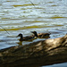 Ducks on a pond by larrysphotos