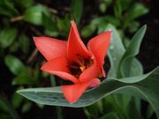 12th Apr 2021 - First tulip