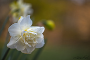 5th Apr 2021 - Daffodils