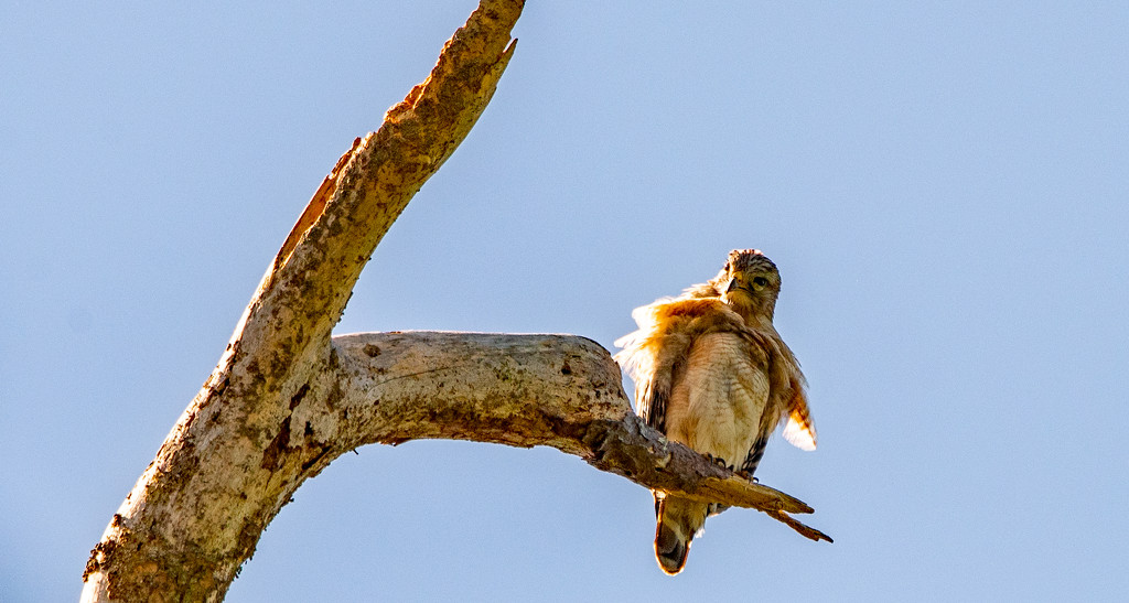 The Red Shouldered Hawk Was Back! by rickster549