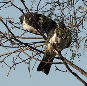 13th Apr 2021 - Keruru Native Pigeon 