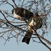 Keruru Native Pigeon  by Dawn
