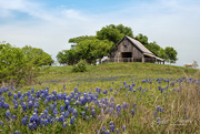 12th Apr 2021 - Bluebonnets and Barns