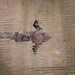 Black Pheobe on the lake by nicoleweg