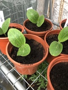 5th Apr 2021 - Courgette Seedlings