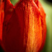 April Flower by jeffjones