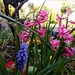 Spring bulbs by 365projectorgjoworboys