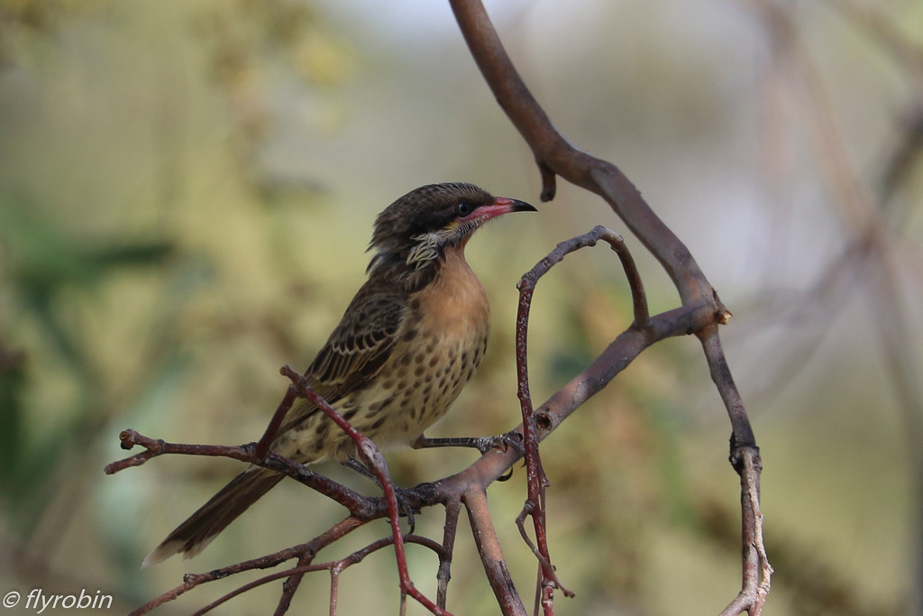 Spiny cheeked honeyeater by flyrobin