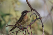 8th Apr 2021 - Spiny cheeked honeyeater