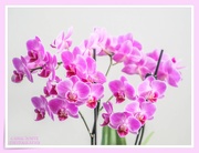 13th Apr 2021 - Miniature Orchids