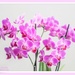 Miniature Orchids by carolmw