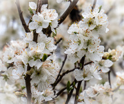 12th Apr 2021 - Hedgerow blossom....