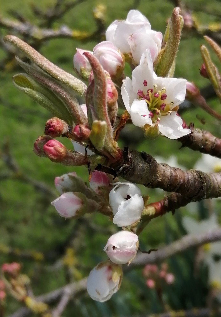 Pear blossom  by flowerfairyann