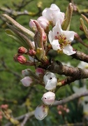 13th Apr 2021 - Pear blossom 
