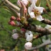 Pear blossom  by flowerfairyann