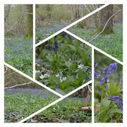 13th Apr 2021 - Bluebell woods