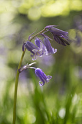 13th Apr 2021 - Another blue bell