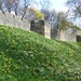 Daffodils along York City Walls by fishers
