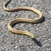 4-13-21 baby snake by bkp