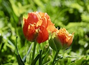 13th Apr 2021 - Orange Tulips 