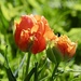 Orange Tulips  by carole_sandford