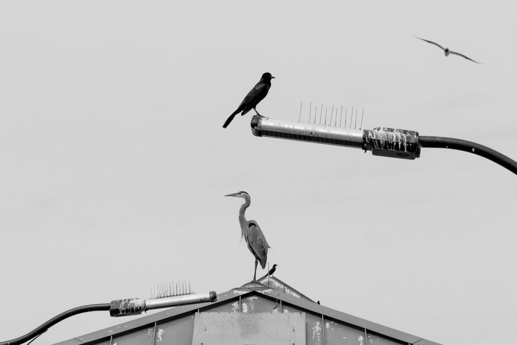 St Simon's Pier Heron, Grackle and Seagull by darylo