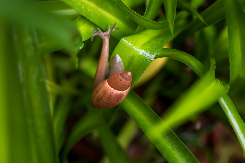 The Snail Emerges by darylo