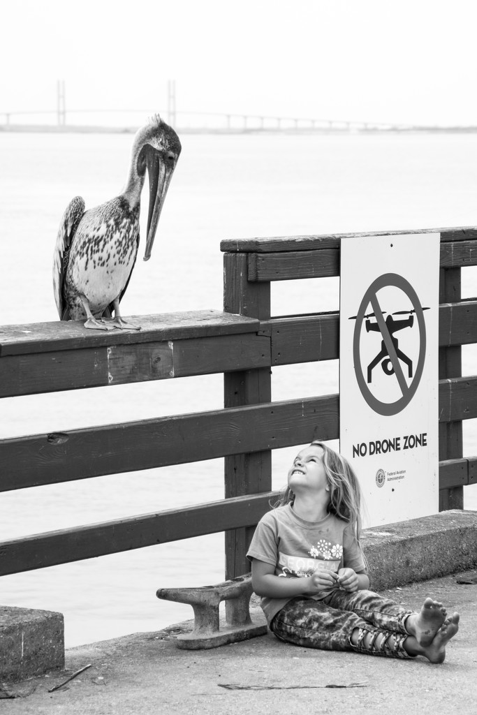 A Girl and her Pelican by darylo
