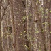 Dogwoods... by marlboromaam
