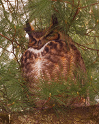 13th Apr 2021 - great horned owl closeup