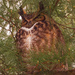 great horned owl closeup by rminer