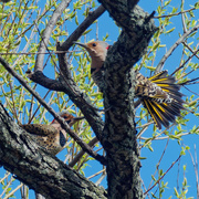 13th Apr 2021 - northern flickers