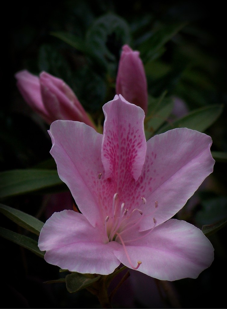 Pink azaleas... by marlboromaam