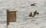 13th Apr 2021 - tree swallows in flight