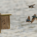 tree swallows in flight by rminer