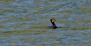 13th Apr 2021 - double crested cormorant with fish