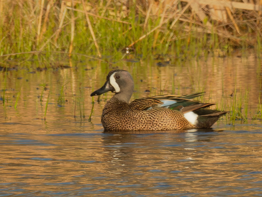 Blue-winged teal by rminer