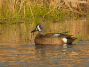 13th Apr 2021 - Blue-winged teal