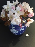 13th Apr 2021 - Cherry blossoms (again)!