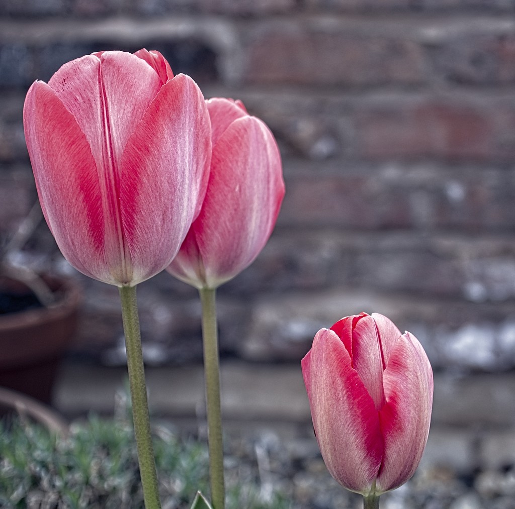 Apr 13 Tulips by delboy207