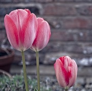 13th Apr 2021 - Apr 13 Tulips