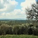 Somerset Levels beyond the blossom by julienne1