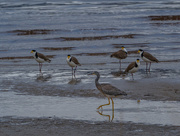 30th Mar 2021 - Heron and masked lapwings