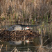 Nesting time for Sandhill Crane  by dridsdale