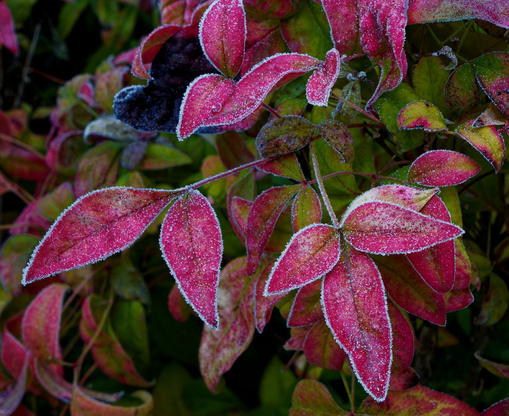 0413 - Frost on the leaves by bob65