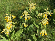 13th Apr 2021 - Cowslips
