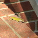 Green Lizard on Step  by sfeldphotos
