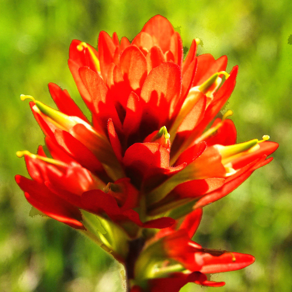 Indian Paintbrush by milaniet