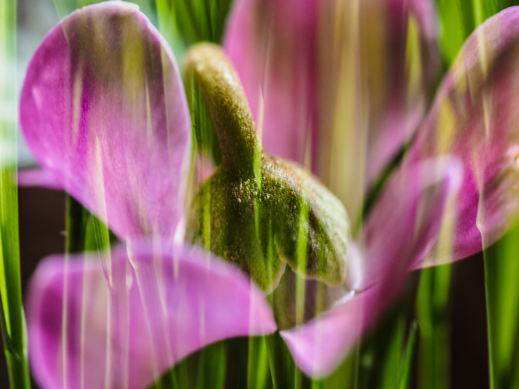 Flower in the Grass by tosee