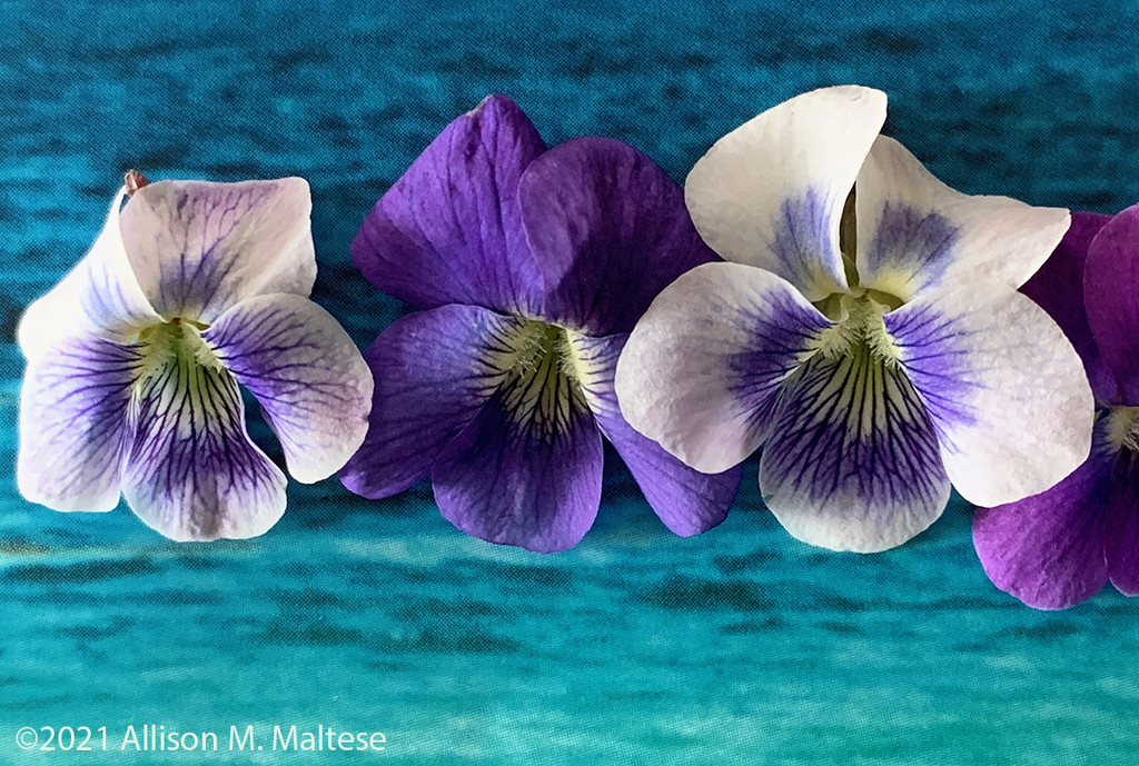 Tiny Violets by falcon11